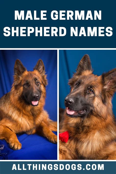 Male German Shepherd Names German Shepherd Names German Shepherd