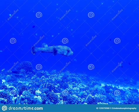 Puffer Fish Swimming Over Reef Underwater Stock Photo Image Of Puffer