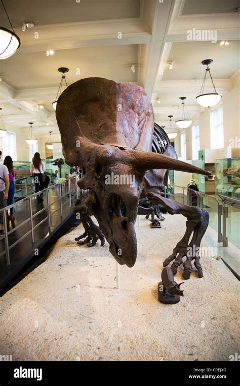 New York City Natural History Museum Skeleton Dinosaur Section Full