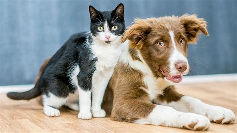 Vegan Dogs And Cats Study Finds Some Pet Owners Are Feeding Their