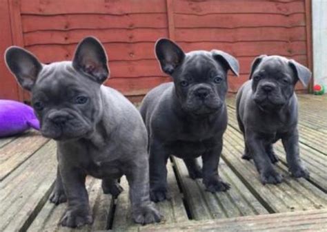 English bulldog puppies for sale.bulldogs for adoption, bull terriers, french bulldogs, lilac tri bulldogs. French Bulldog Puppies For Sale | Pittsburgh, PA #296481