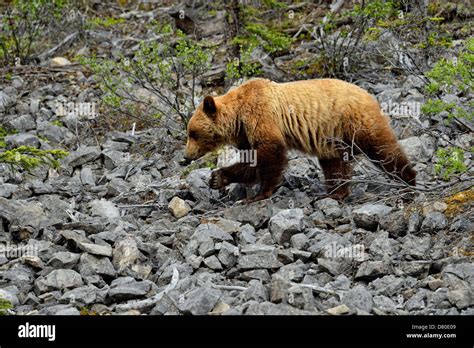 Grizzly Bear Ursus Arctos Foraging Near Moraine Lake Jasper National