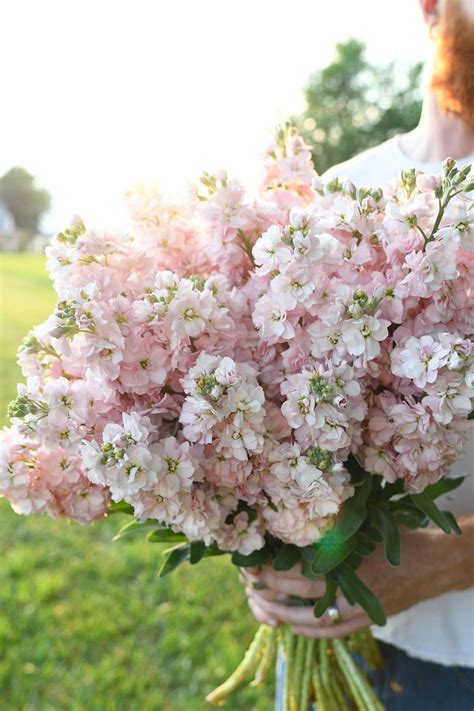 Stock Malmaison Pink In 2022 Flower Farm Prairie Flower Types Of