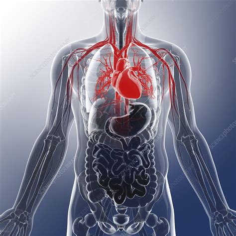 Human Cardiovascular System Artwork Stock Image F0086974