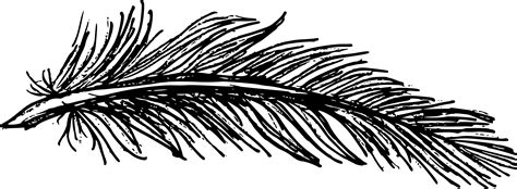 6 Feather Drawing Png Transparent