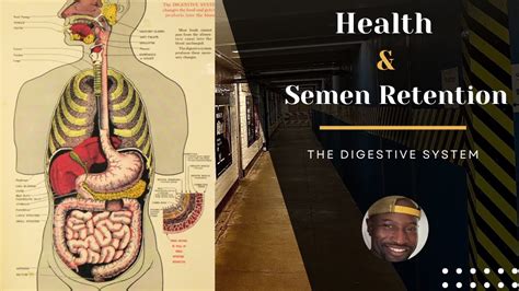 Health And Semen Retention The Digestive System Youtube