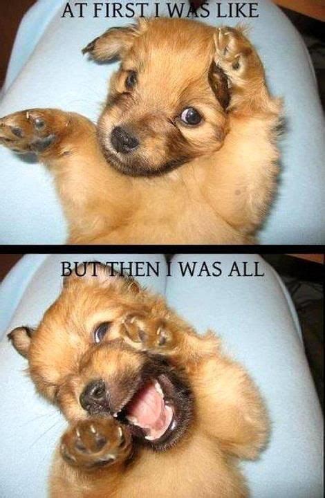 Silly Puppy Oooooommmmmmgggggg I Need This Dog Cute Animals Funny