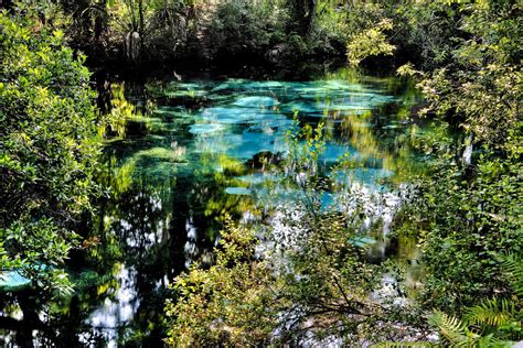 Fern Hammock Spring Ocala National Forest Florida Flickr