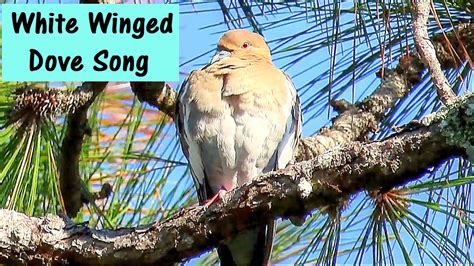Backyard Birdingand Nature White Winged Dove Song