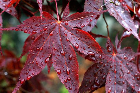 Drops Rain Veins Red Autumn Leaves Wallpapers Hd