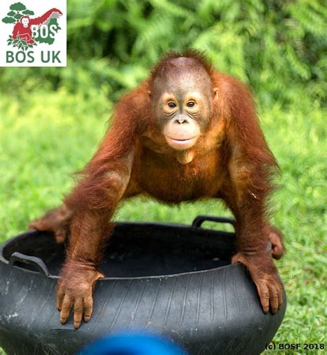 If you try to adopt but our website doesn't work, please contact us and we'll be happy to help you set up your adoption! Borneo Orangutan Survival UK on Instagram: "Adoption ...