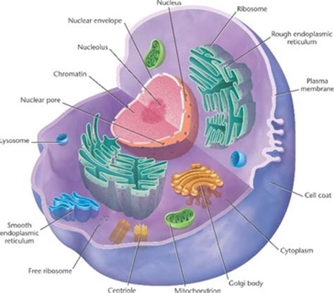 What color is animal cell membrane. Animal Cells - AP Biology- Cell Structure