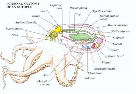 Mollusca - Digestive System