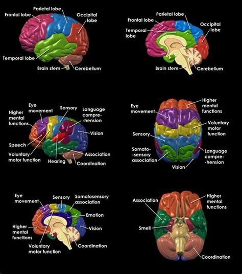 10 best Brain models images on Pinterest | Brain models, The brain and Human body