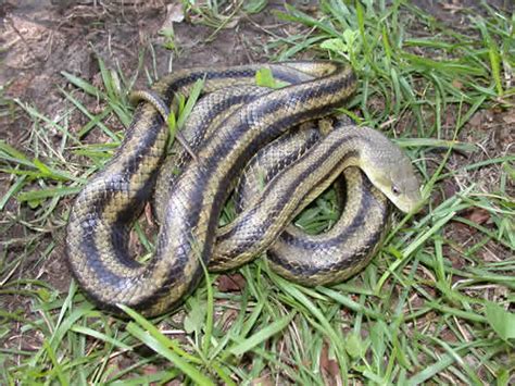 Yellow Rat Snake Elaphe Obsoleta Quadravittata