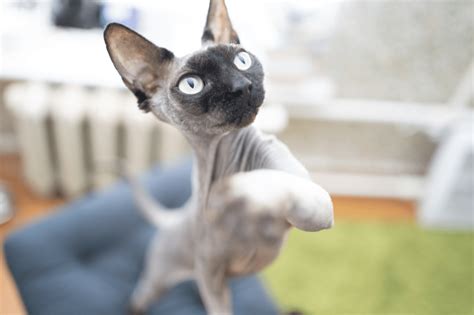 Sphynx Cat The Cat With A Unique Personality Catsinfo