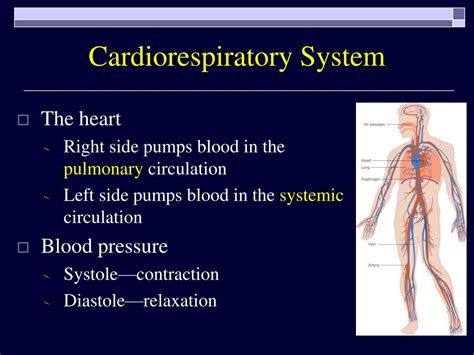 Ppt Cardiorespiratory Endurance Powerpoint Presentation Free Download Id1914721