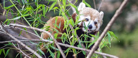 Download Wallpaper 2560x1080 Red Panda Tongue Protruding Branches