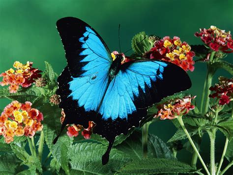 Hdwallpapers Of Butterflies ~ Wild Life