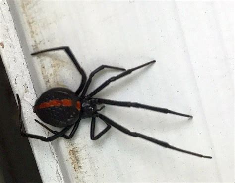 Northern Black Widow Spider Pest Control Canada