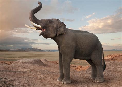 How Do Elephants Talk To Each Other Audubon