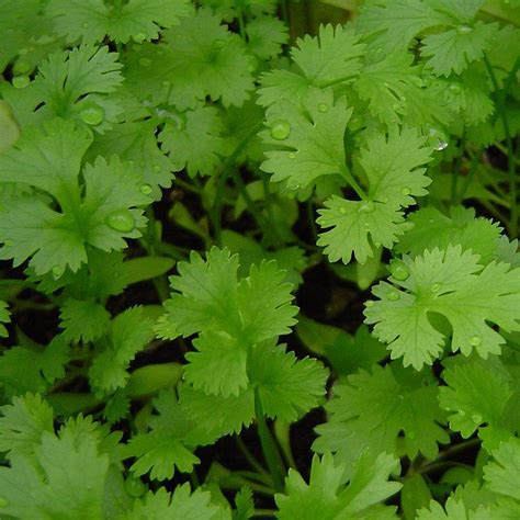 Cilantro Lovers This Troubling News From The FDA Will Make You Feel