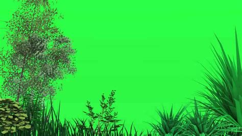 Green Screen Plants Bush On A Green Screen Stock Footage Video 100