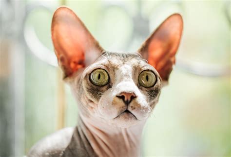 hairless cat breeds — the naked truth