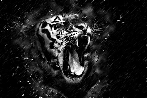 Wallpaper Black Tiger Pics Myweb