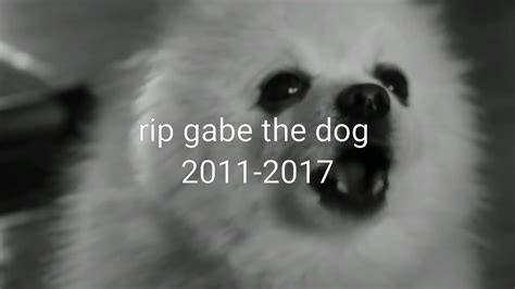 Rip Gabe The Dog 2011 2017 Youtube