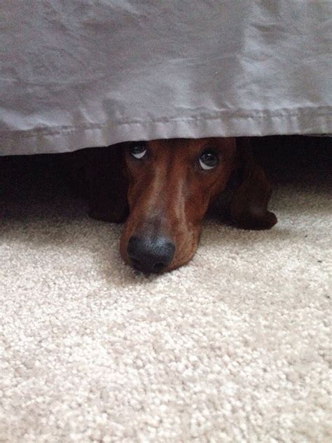 159 Dogs Who Suck At Hide And Seek Bored Panda