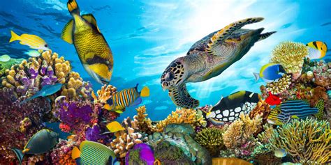 Top 100 Sea Animals Photos
