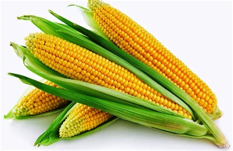 1 ton sama dengan berapa kilo gram, kuintal, ons, pon & contoh soal. Harga Jagung Per Kg Terbaru Juni 2020 Hari Ini - MakEMAK.com
