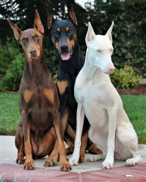 Albums 101 Pictures Pictures Of Mini Doberman Pinschers Latest