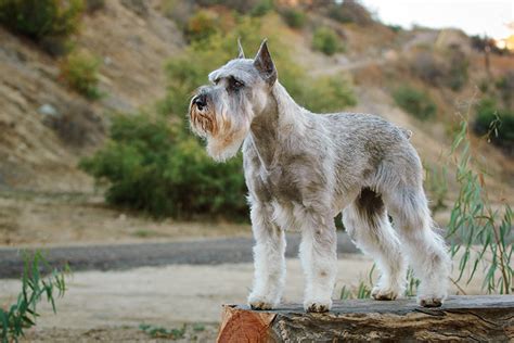 The standard company limited is responsible for this page. Standard Schnauzer - Breed Information (Health, Appearance ...