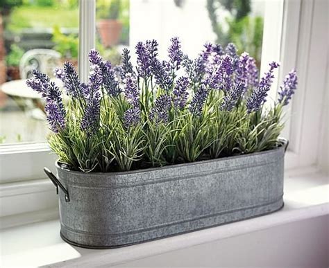 Planting Lavender In Pots