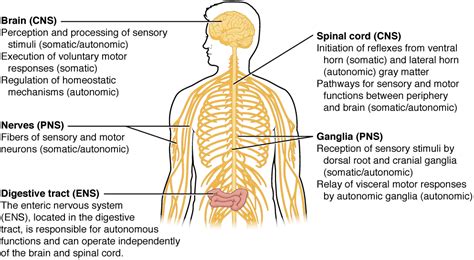 Basic Structure And Function Of The Nervous System Anatomy And