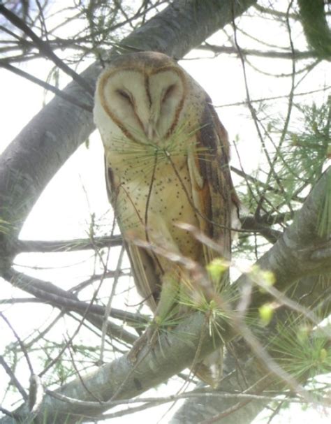 Barn Owl Michigan Bird Records Committee