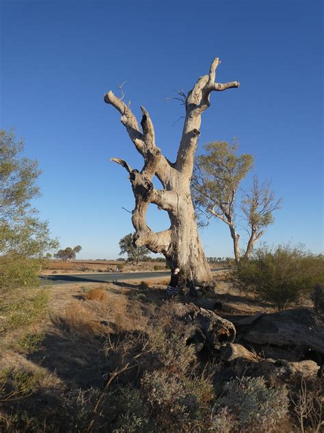 Aboriginal Ring Tree Koraleigh Vic May 2021 P1000500 Flickr