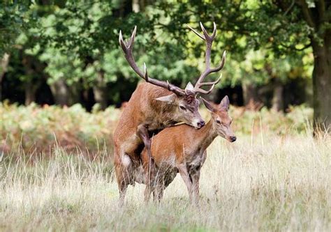 Red Deer Mating Photograph By John Devriesscience Photo Library
