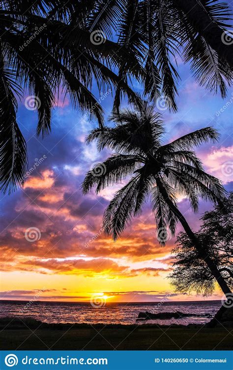 Palm Tree Colorful Sunset Maui Hawaii Stock Photo Image Of Scenic