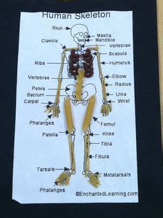 Even has moving joints,all things beautiful: How to Make a Human Skeleton Model Using Pasta | Projects ...