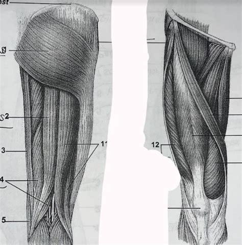 Labeling Leg Muscles Anterior And Posterior Views Diagram Quizlet