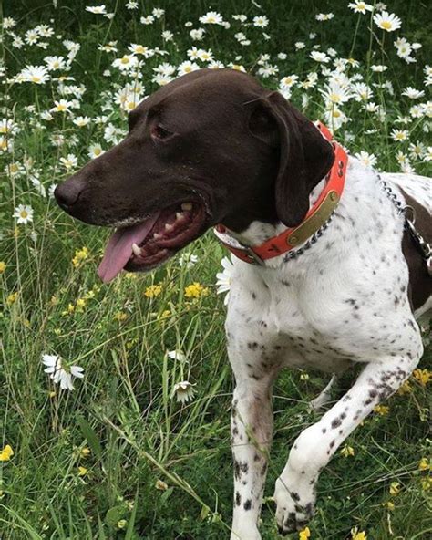 While a german shorthaired pointer mix may share common physical traits and temperament with a gsp, any number of other breeds' characteristics may also be present. Lost Dog- Mound- German Shorthaired Pointer- Female Date Lost: 01-11-2020 Dog's Name: Sarah ...