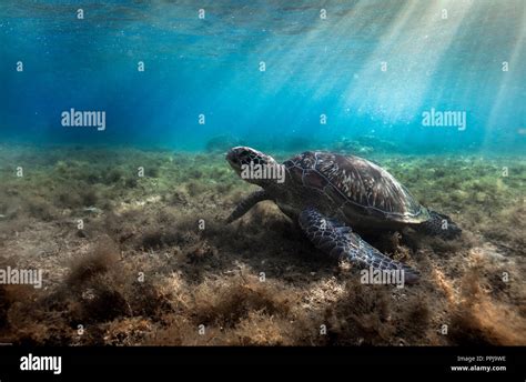 Green Sea Turtle Chelonia Mydas Resting In Sea Grass At Apo Island