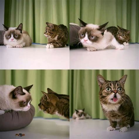 grumpy cat and lil bub cats and kittens bub the cat cute cats