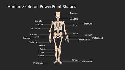 Human Skeleton Powerpoint Shapes Slidemodel