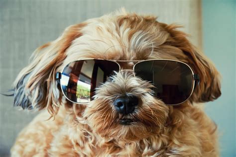 Fluffy Cute Dog Wearing Sunglasses Photo Art Print Poster 18x12