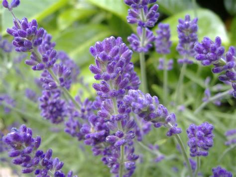 Main Types Of Lavender For Your Garden