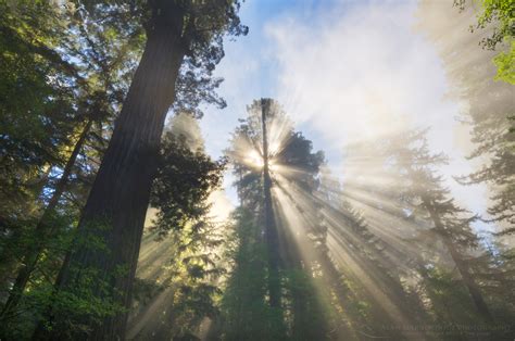 Coast Redwoods In Fog Alan Majchrowicz Photography
